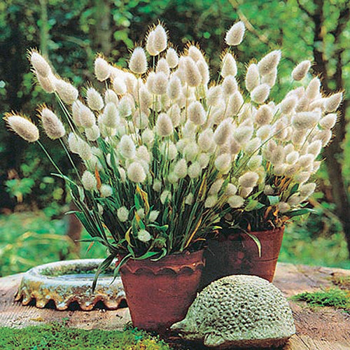 Bunny Tails Grass - B188A