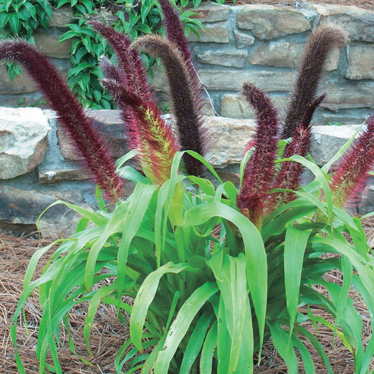 Orn Millet Jade Princess