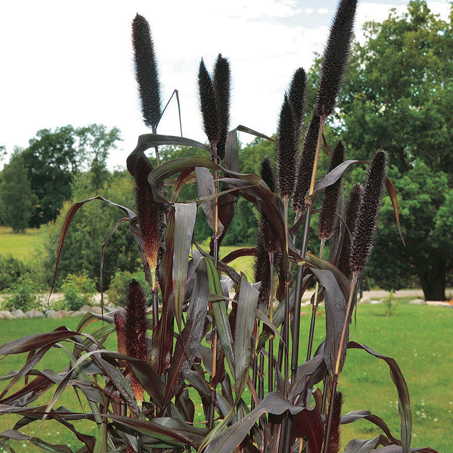 Ornamental Millet Purple Majesty - B190A