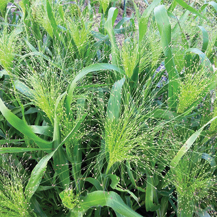 Frosted Explosion Grass - B195A