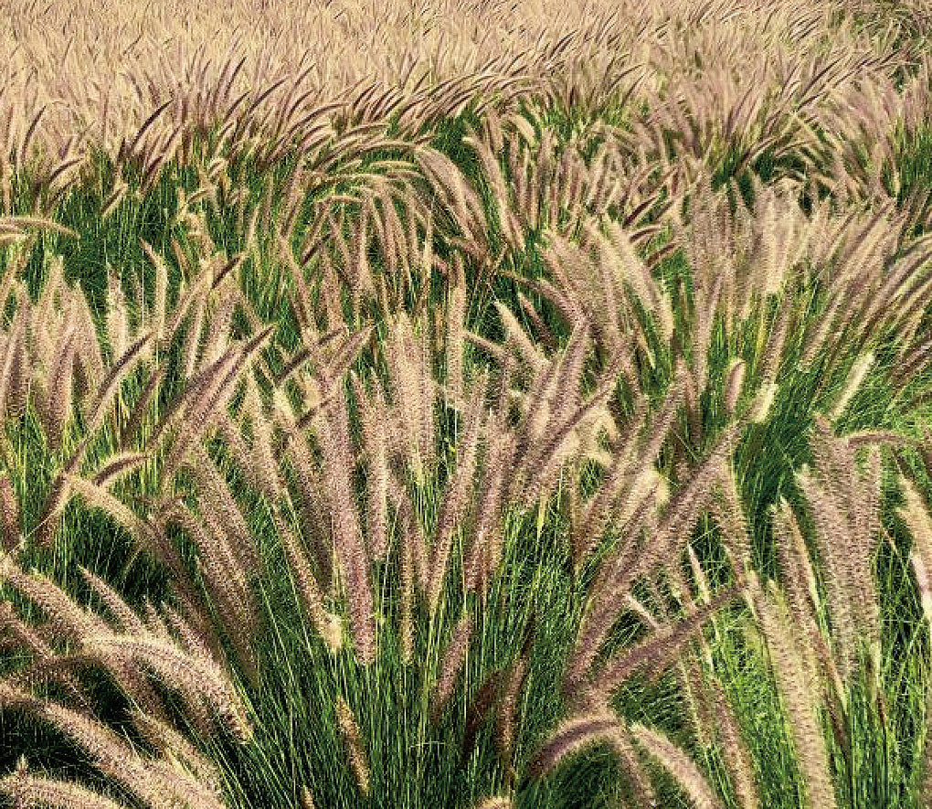 Pennisetum Fuzzy - B199A