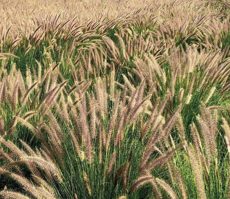 Pennisetum Fuzzy - B199A