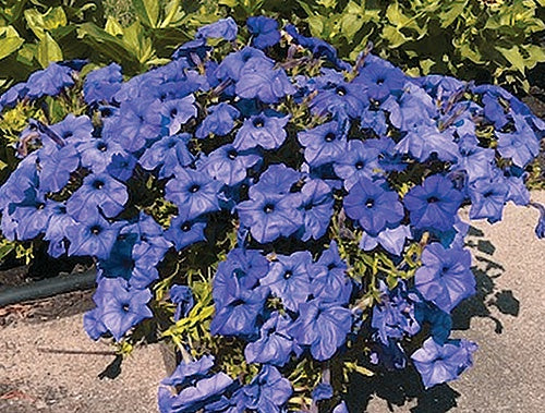 Petunia Evening Scentsation - B210A