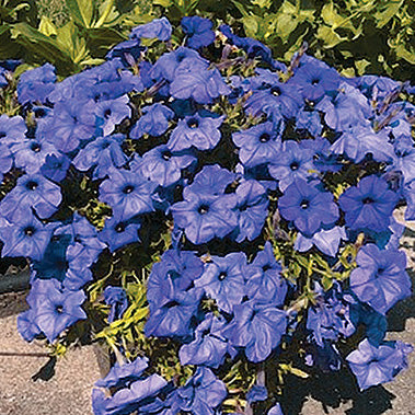 Petunia Evening Scentsation - B210A
