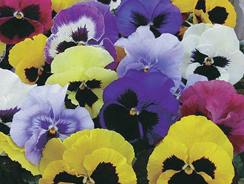 Pansies Mammoth Series Mix - B215A