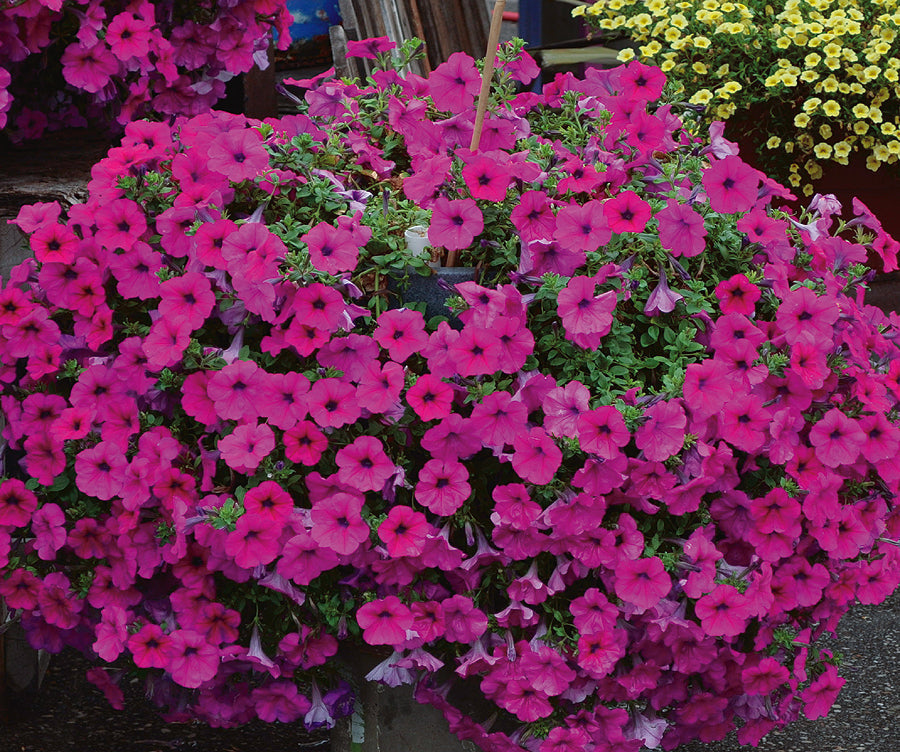 Petunia Tidal Wave Purple - B219A