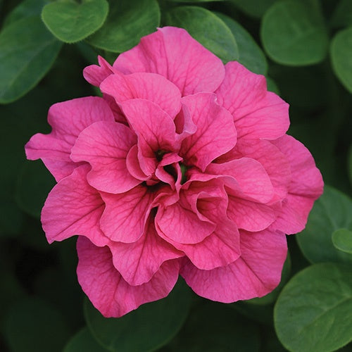 Petunia Dbl Cascade Pink - B221A