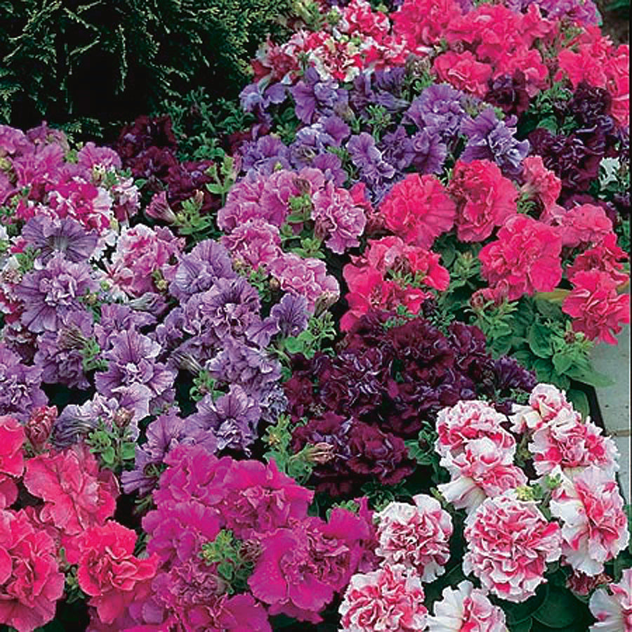 Petunia Grandiflora Double Glorious Mix - B225A