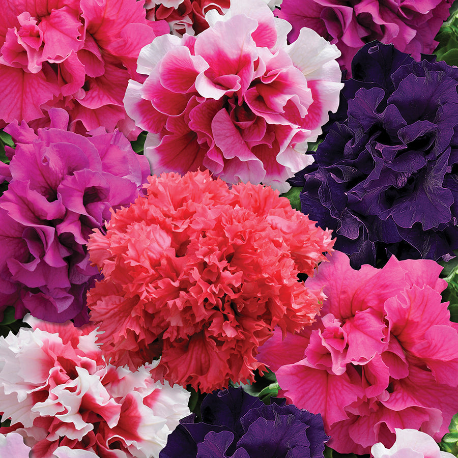 Petunie Grandiflora Double Glorious Mix