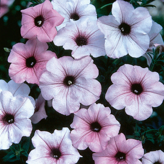 Petunia Tidal Wave Silver