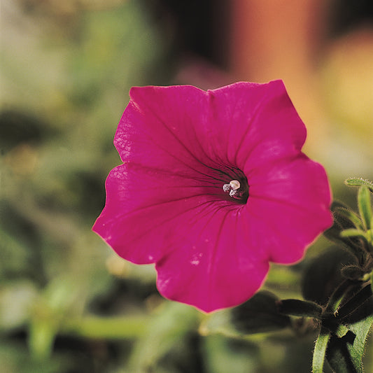 Petunia Tidal Wave Cherry