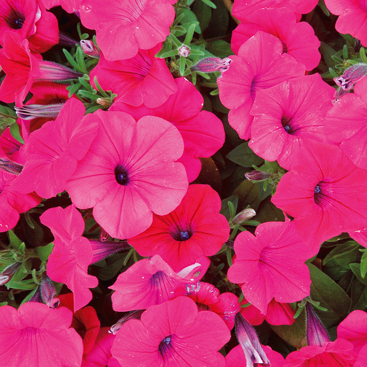 Petunia Tidal Wave Cherry - B227A