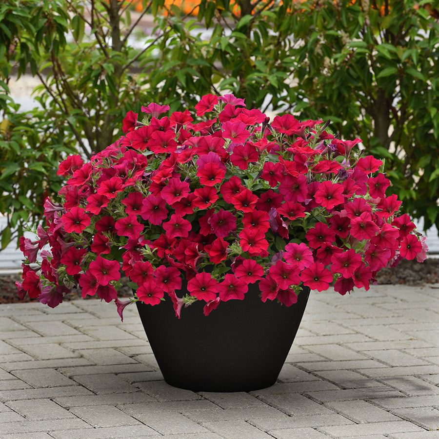 Petunia Carmine Velour