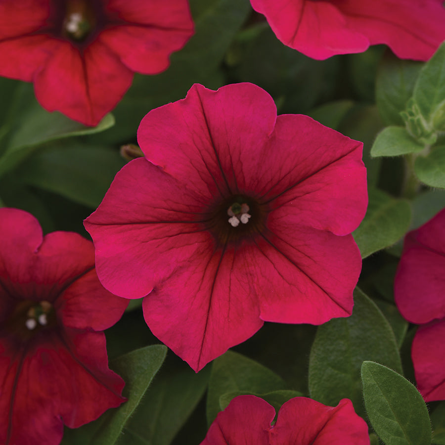 Petunia Carmine Velour