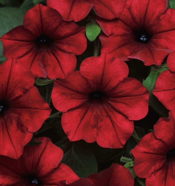 Petunias Tidal Wave Red Velour - B234A