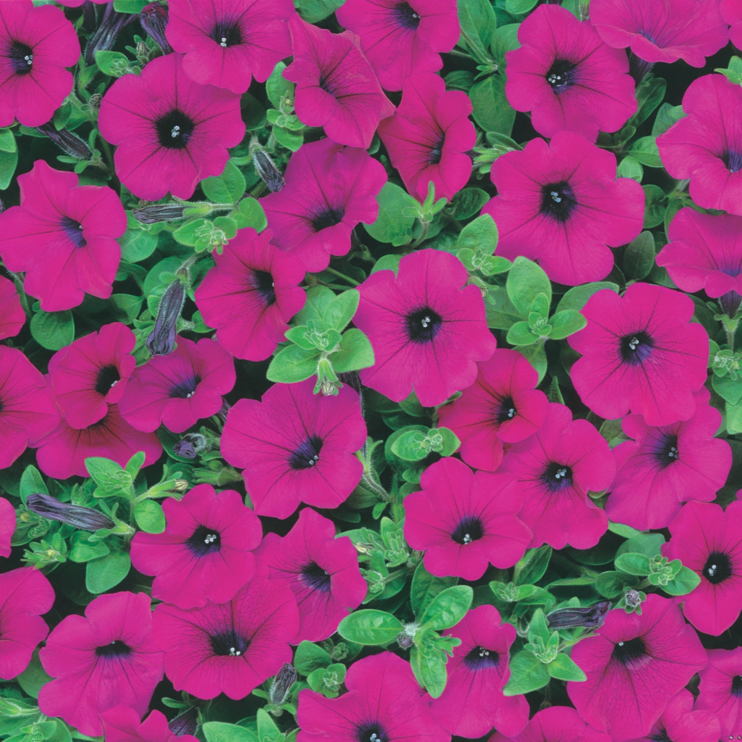 Petunia The "Waves" Series Purple - B235A