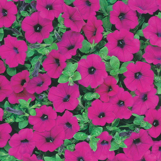Petunia The "Waves" Series Purple