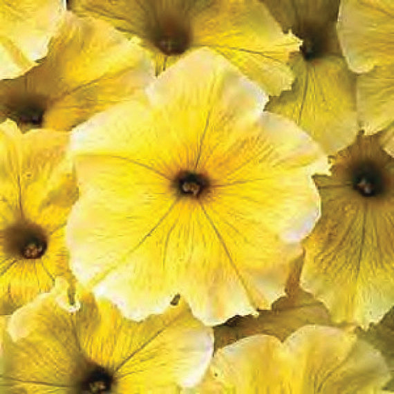 Petunia Easy Wave Yellow - B237A