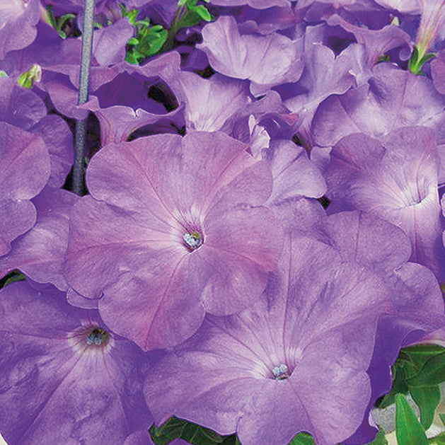 Petunia Easy Wave Lavender Sky Blue - B239A