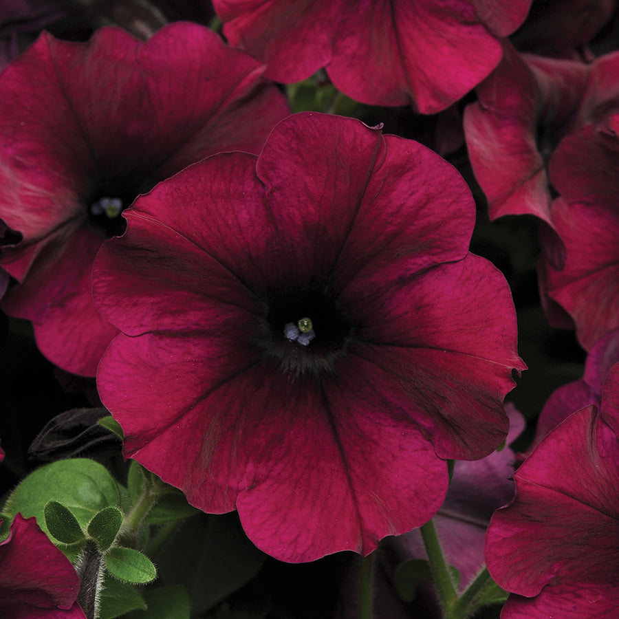 Petunie Easy Wave Burgundy Velour