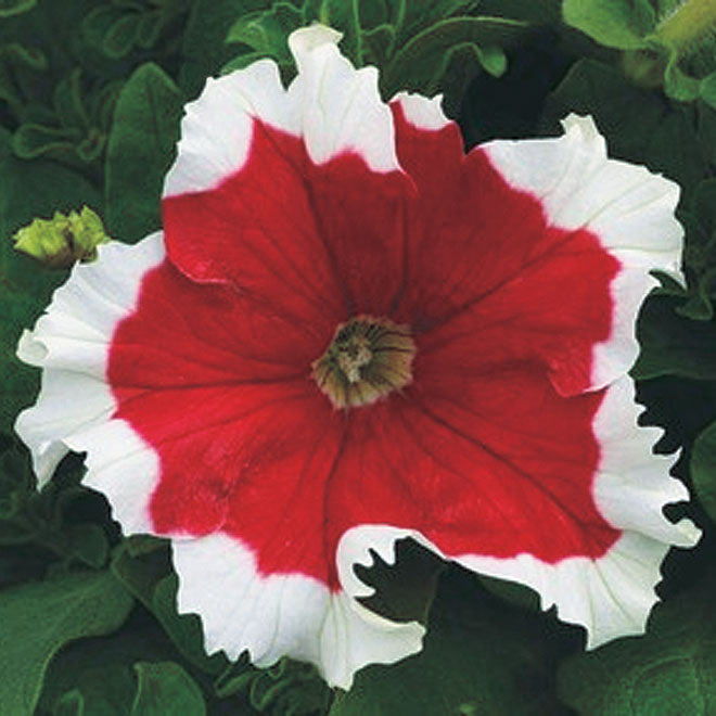 Petunia Grandiflora Fire Frost - B241A