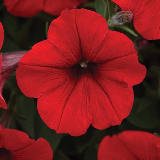 Petunia Easy Wave Red