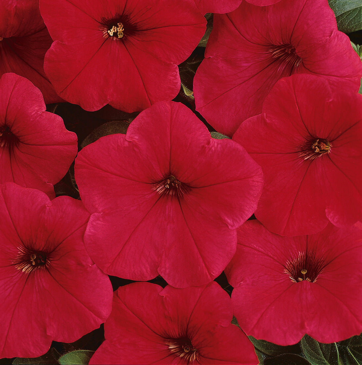 Petunia Easy Wave Red - B242A