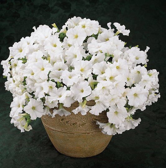 Petunia Easy Wave White - B244A