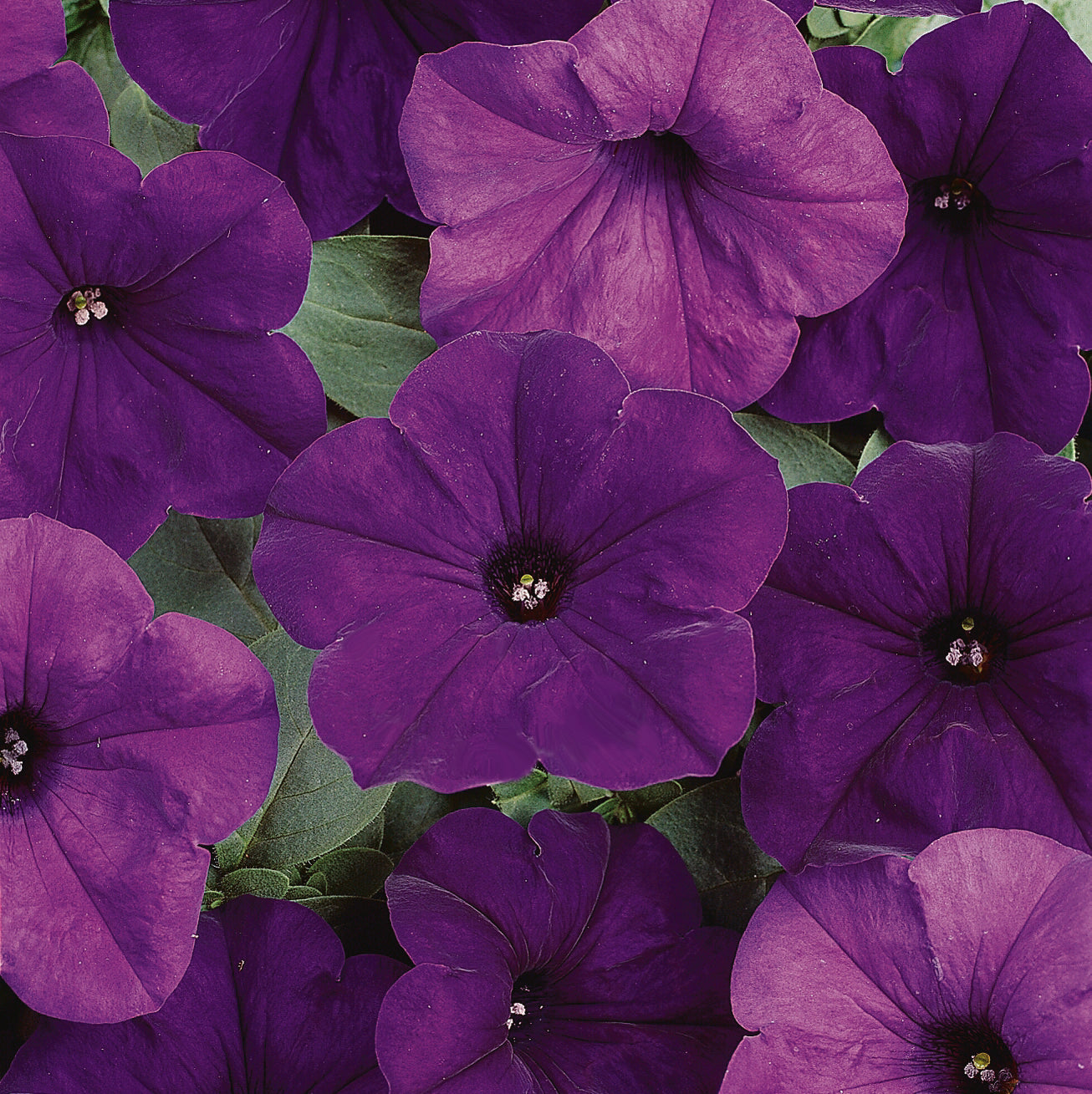 Petunia Easy Wave Blue - B245A