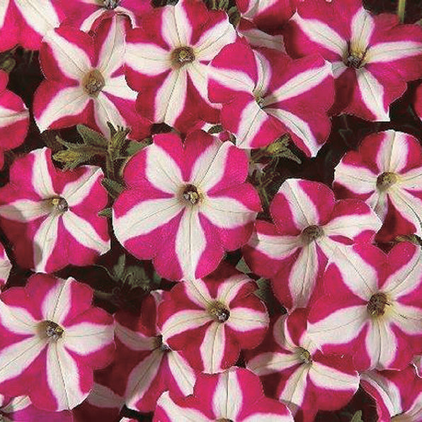 Petunia Easy Wave Burgundy Star - B246A