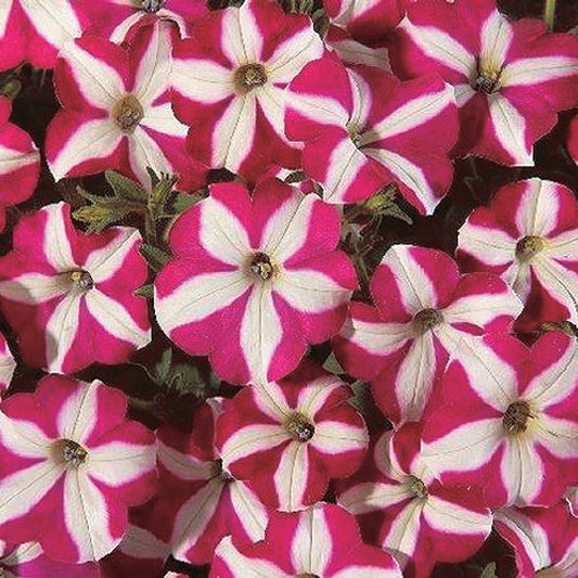 Petunia Easy Wave Burgundy Star - B246A