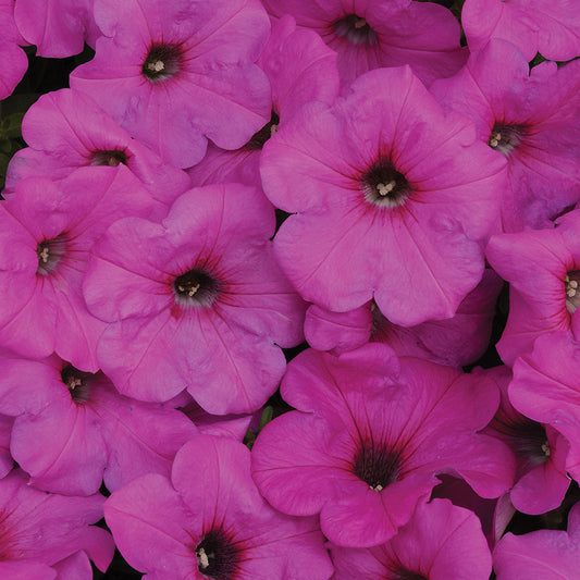 Petunia Easy Wave Neon Rose