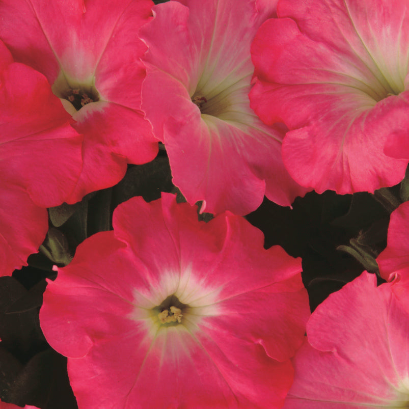 Petunia Easy Wave Rosy Dawn - B248A