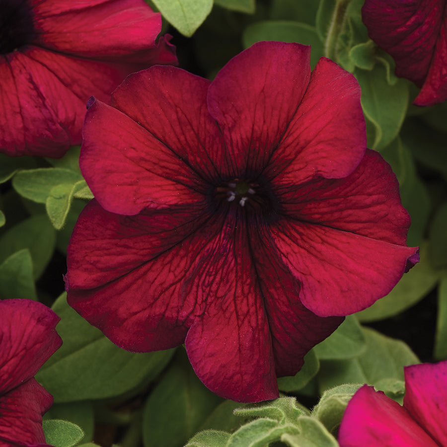 Petunie Supercascade Burgundy
