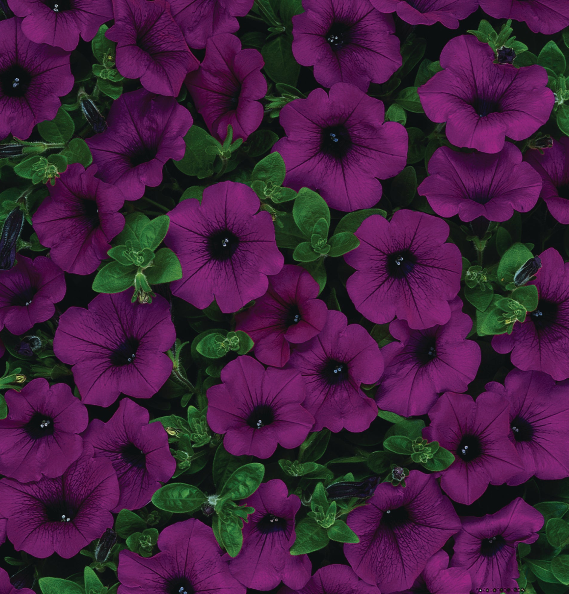 Petunia Supercascade Burgundy - B255A