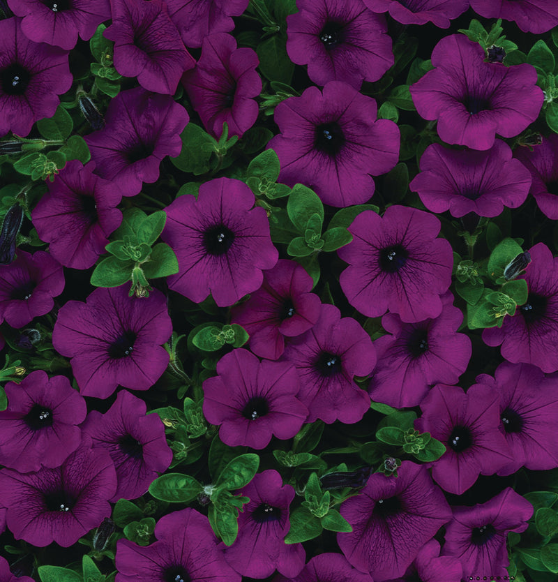 Petunia Supercascade Burgundy - B255A
