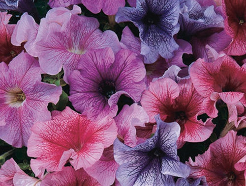 Petunia Grandifloras Daddy Mix - B265A