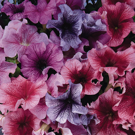 Petunia Grandifloras Daddy Mix