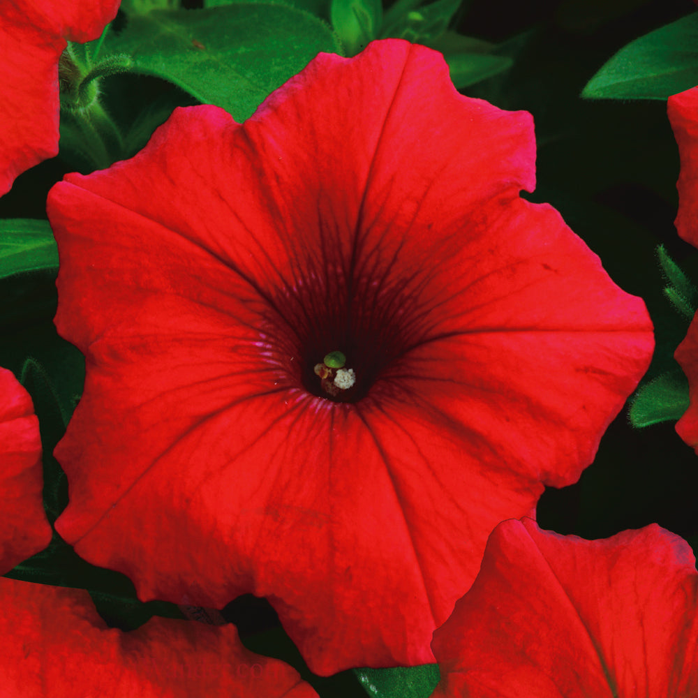 Petunia Red Storm - B268A