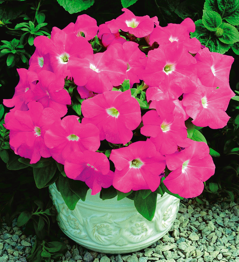 Petunia "Storm" Series Pink - B271A