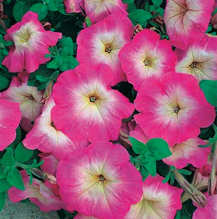 Petunias "Storm" Series Pink Morn