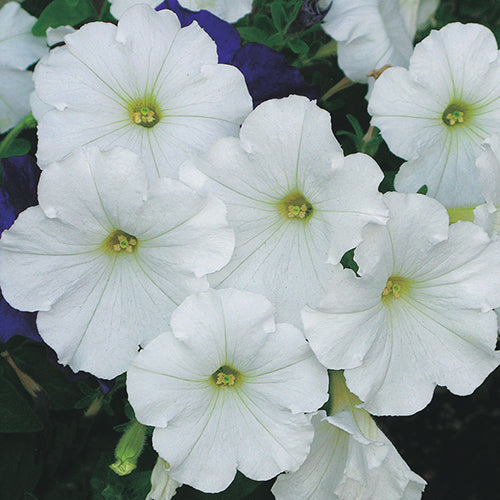 Petunia "Storm" Series White - B274A