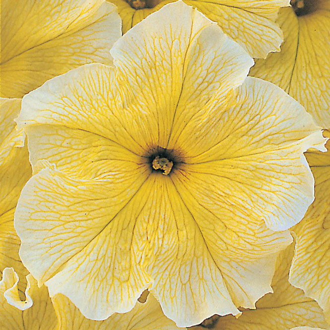 Petunia Grandiflora Prism Sunshine - B275A