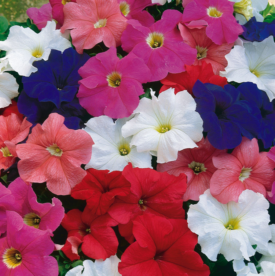 Petunias "Storm" Series Storm Mix - B276A