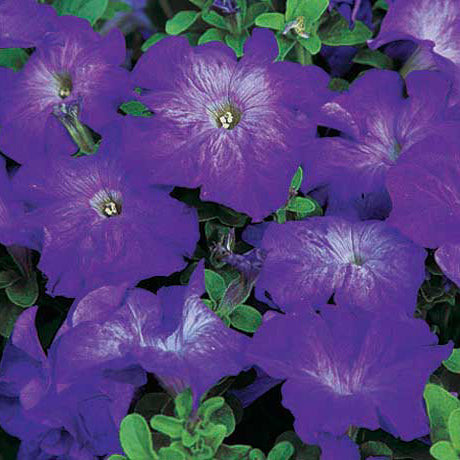Petunia Blue Morn - B288A