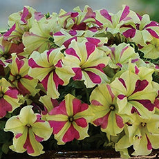 Petunia Lime Bicolour - B289A