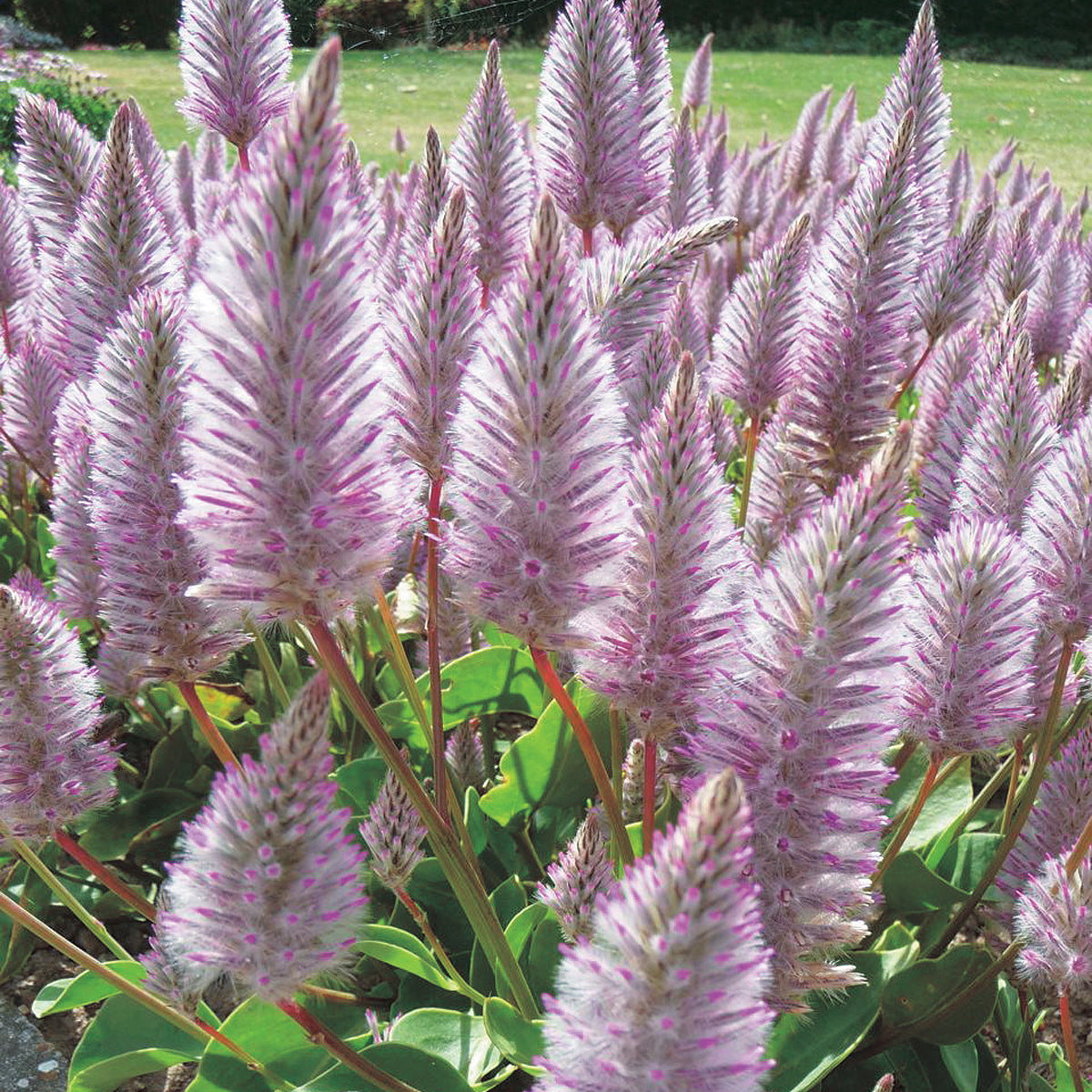 Ptilotus Joey - B293A