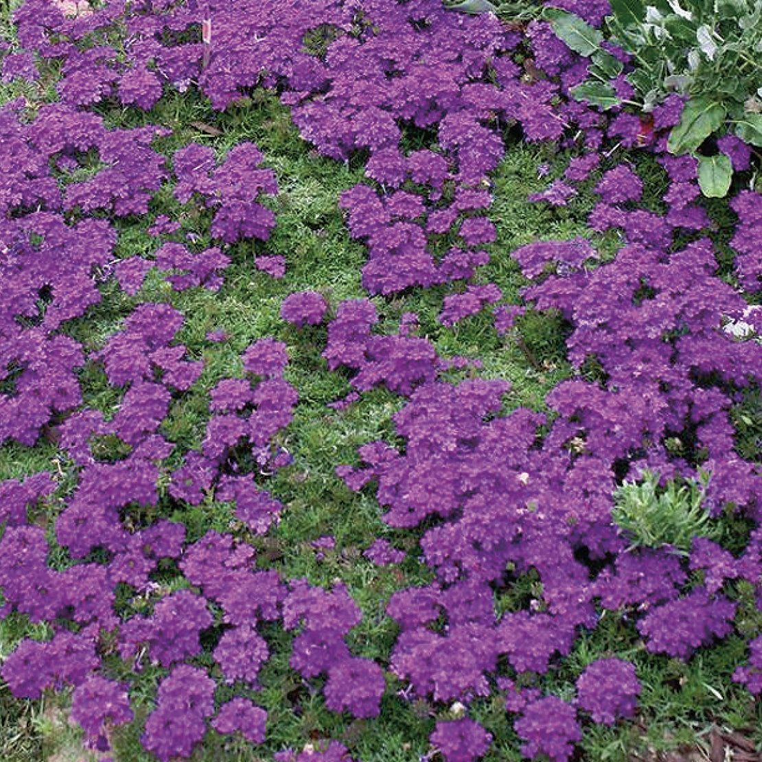 Verbena Imagination - B300A