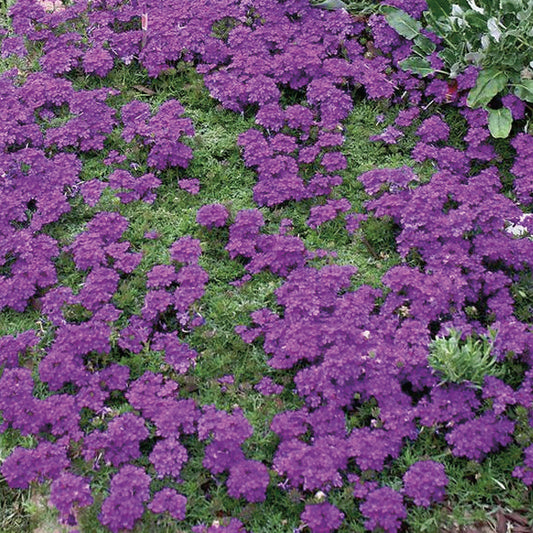 Verbena Imagination - B300A
