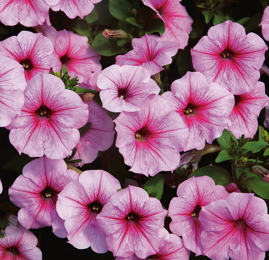 Petunia Shock Wave Pink Vein - B316A